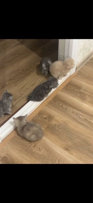 Zotli mushular hammasi