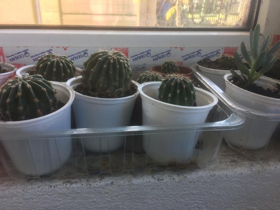 plante: baby cactusi, suculente mici