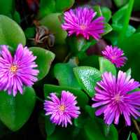 Комнатные растения цветы Аптения