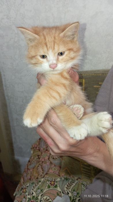 Отдам котёнка в добрые руки