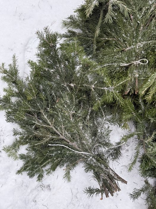 Лапник пихта банч пихтовый веник пихтовый
