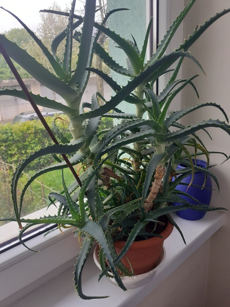 Vand planta aloe