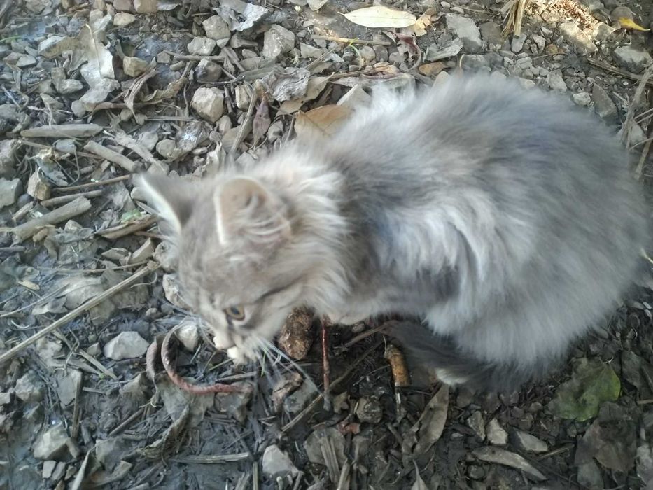 Шест пухкави малчугана търсят домашен уют и любящи стопани