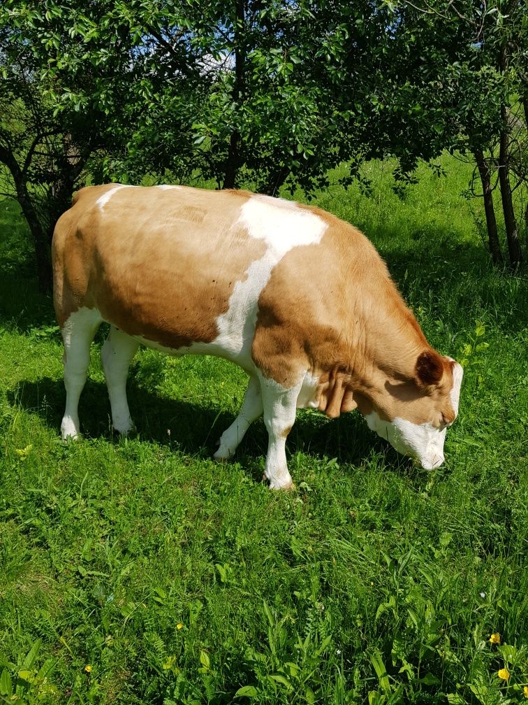 Bălțată românească