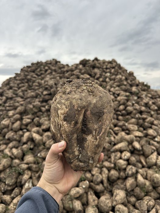 Sfecla la orice cantitate