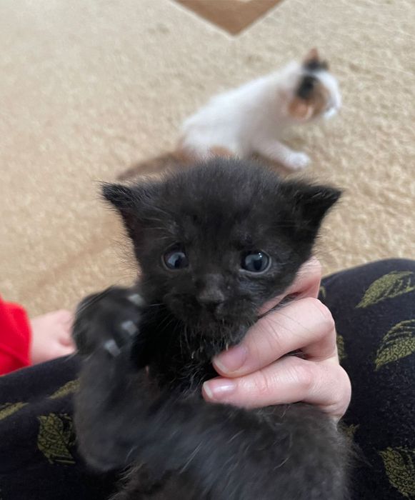 Вислоухие котята