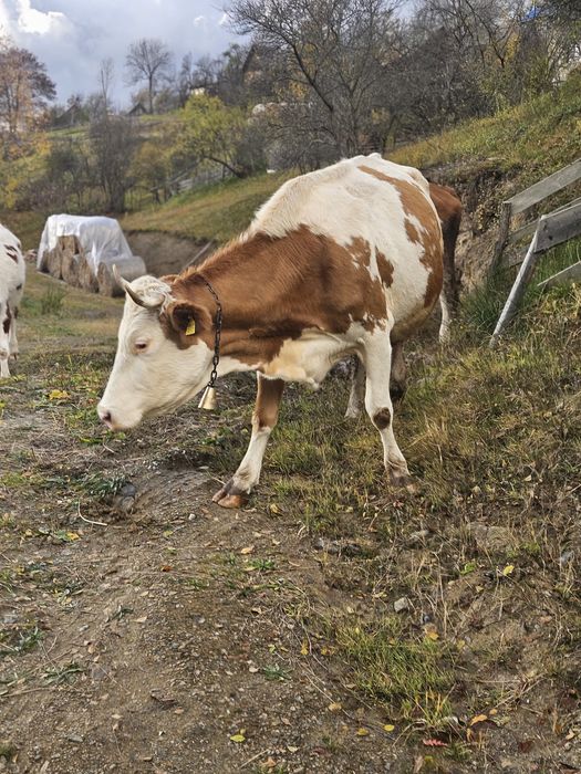 Vand vaca șase ani