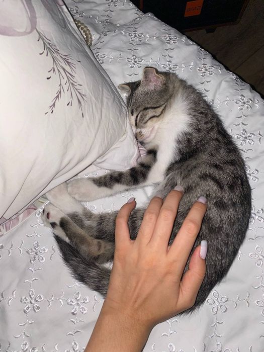 1 год кошке в хорошие руки