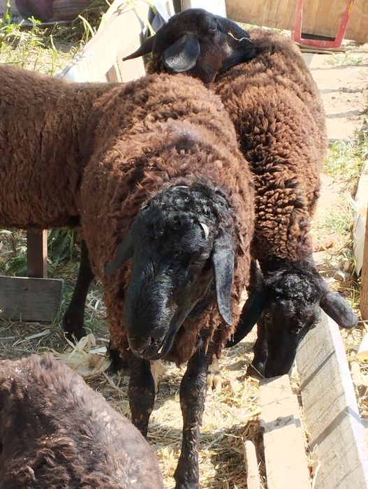 Продаются 3 больших барана.