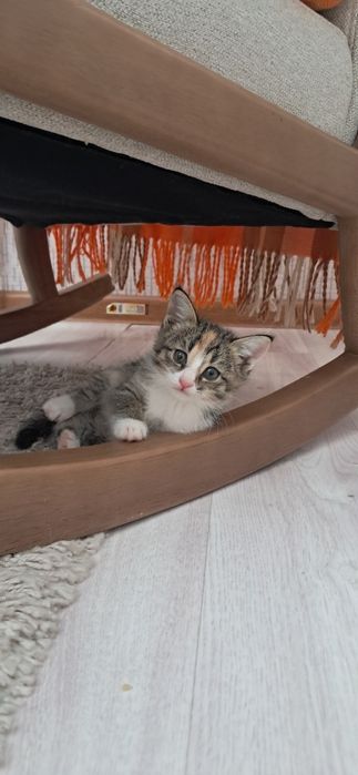 4 кошки красивые