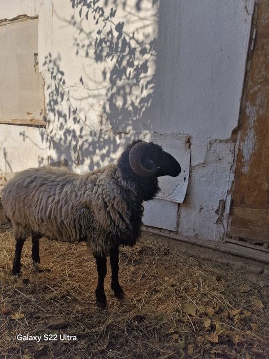 Qo'chqar sotiladi to'ya opparmoqa tayyor narsa