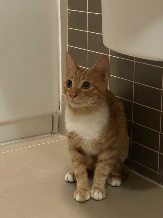 Adopta o pisicuta Garfield