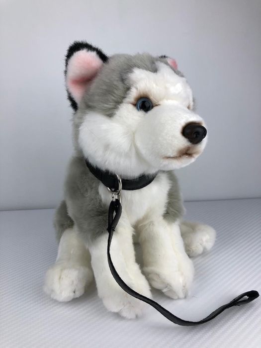 Caine Husky din plus