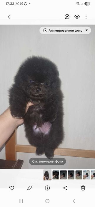 Померанский  Шпиц