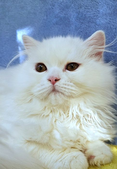 Британско бяло котенце