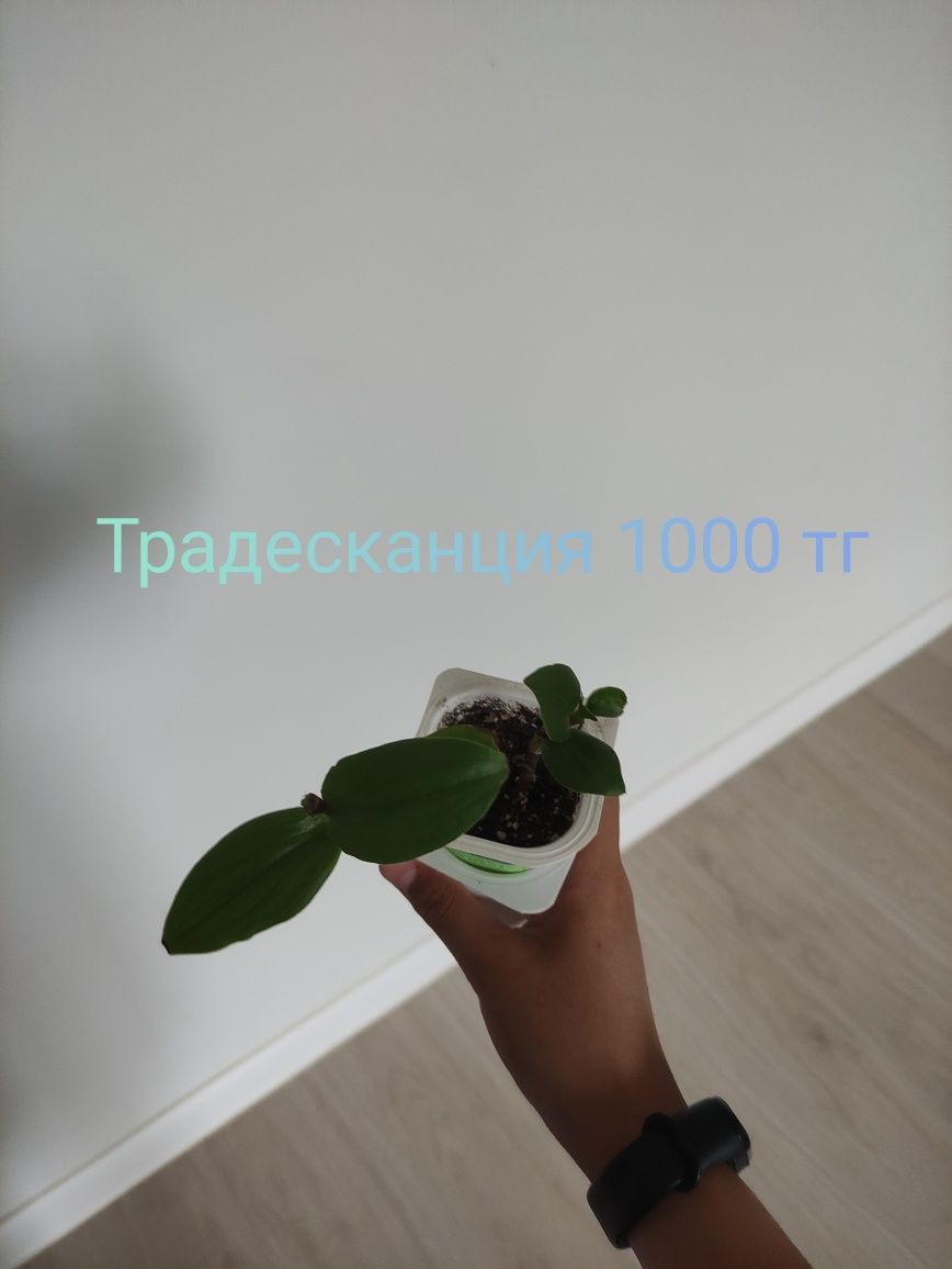Комнатные растения