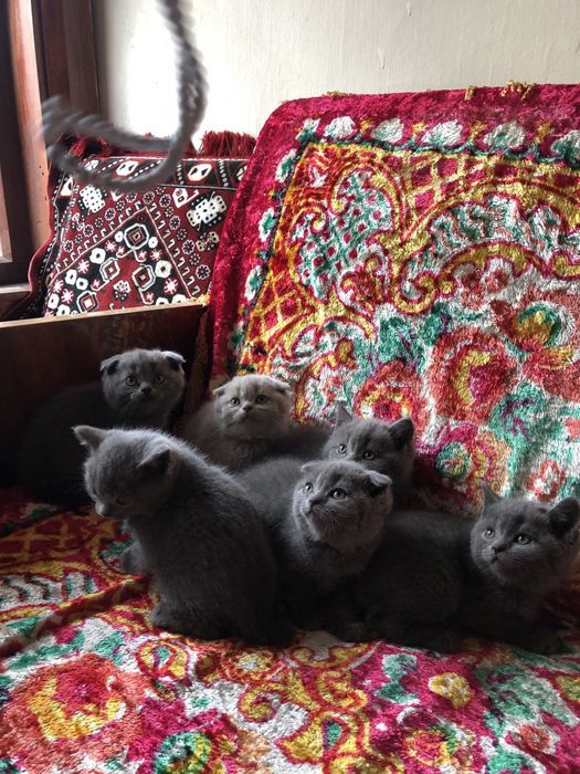 Кошки скоттиш фолд +британские
