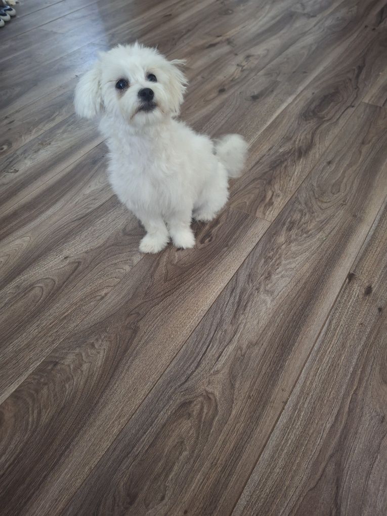 Bichon  fetiță, talie mică, 6 luni