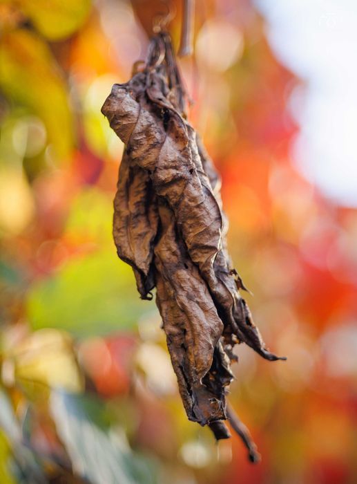 Obiectiv Zeiss Tessar M42