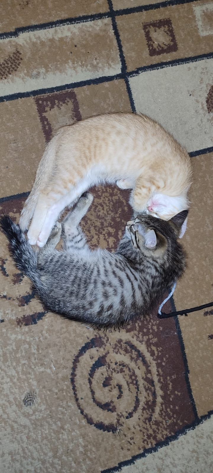 Срочно котятки ищут дом