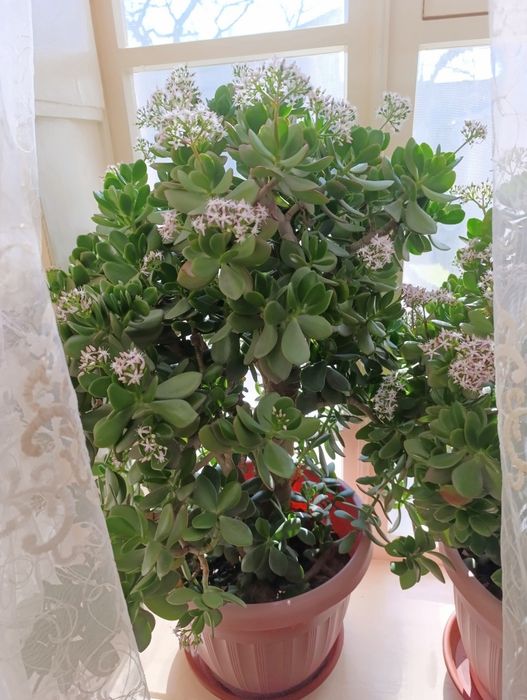 Dollar gullar, Доллар цветы