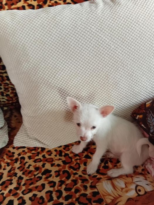 Момченце чихуахуа