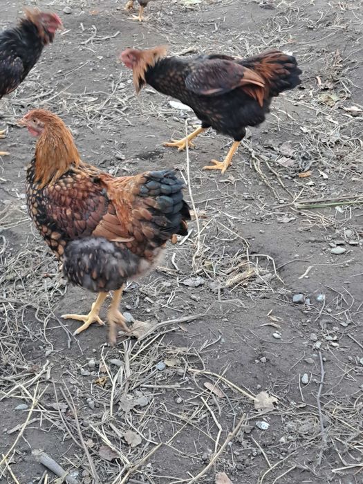 Vand cocoș GSG 6 luni