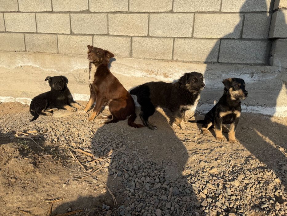 Отдам щенят в добрые руки