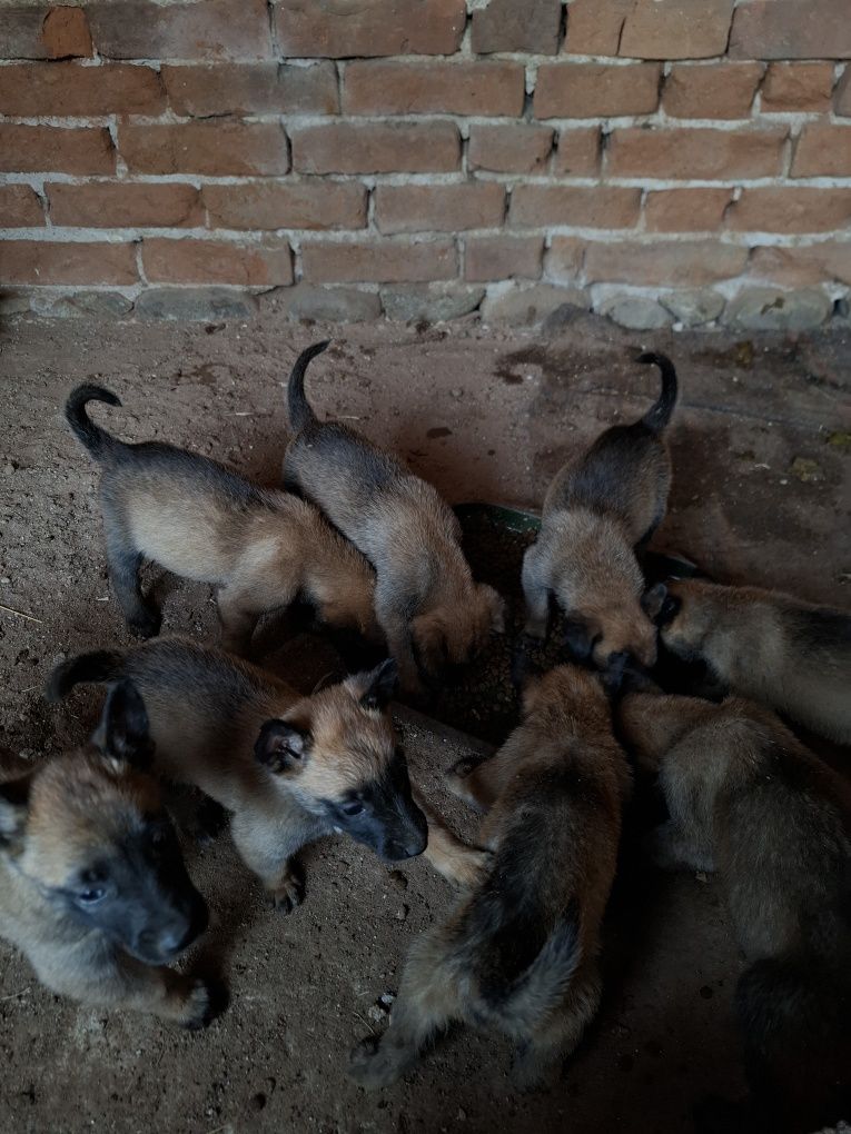 продавам белгийски овчарки