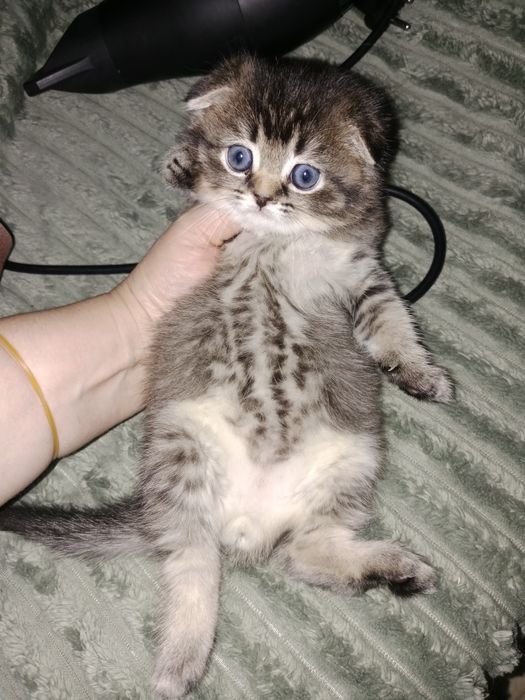 Роскошные котята золотые Скоттиш фолд