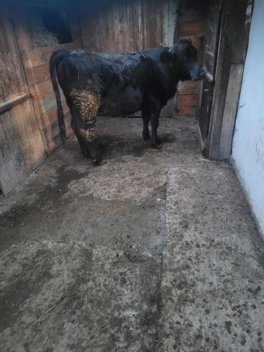 Продавам заплодена юница