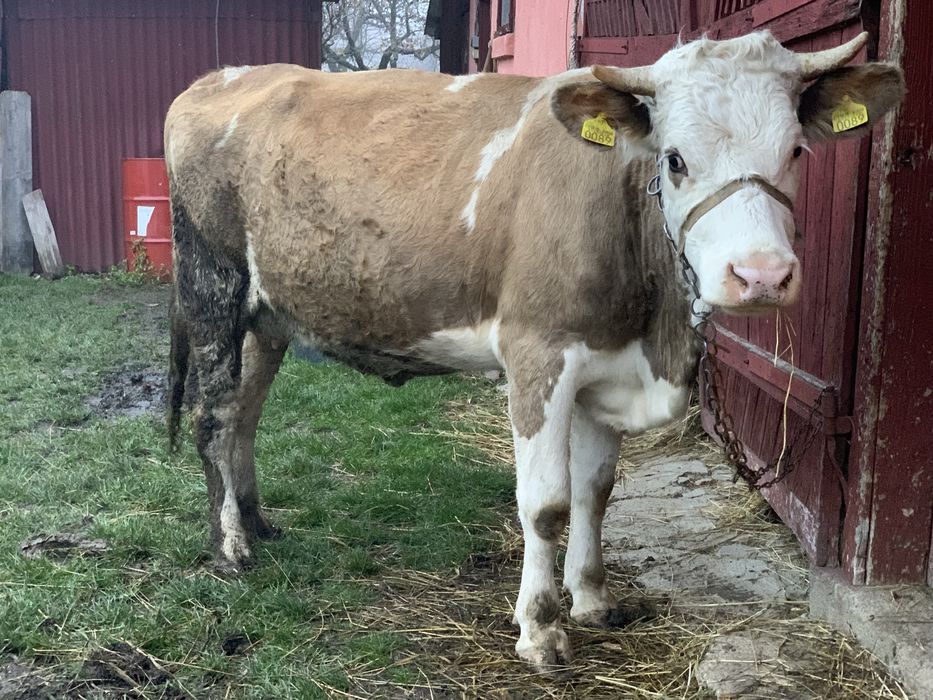 Vand doua vaci cu vitele !