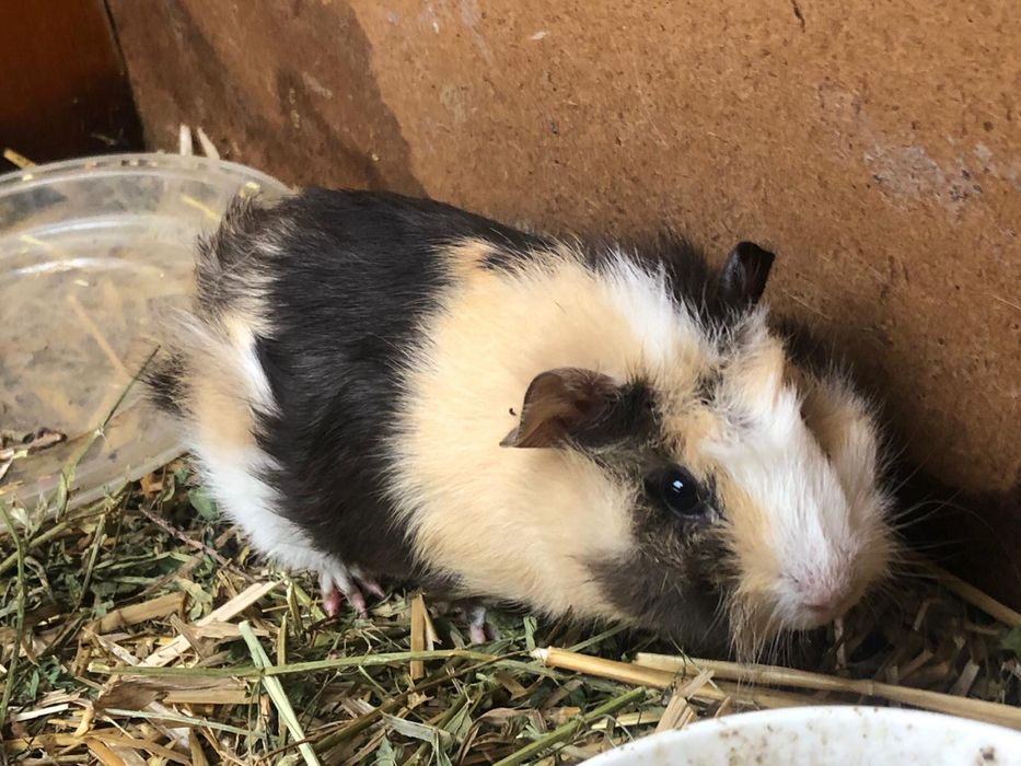 Pui de porcusor de guineea