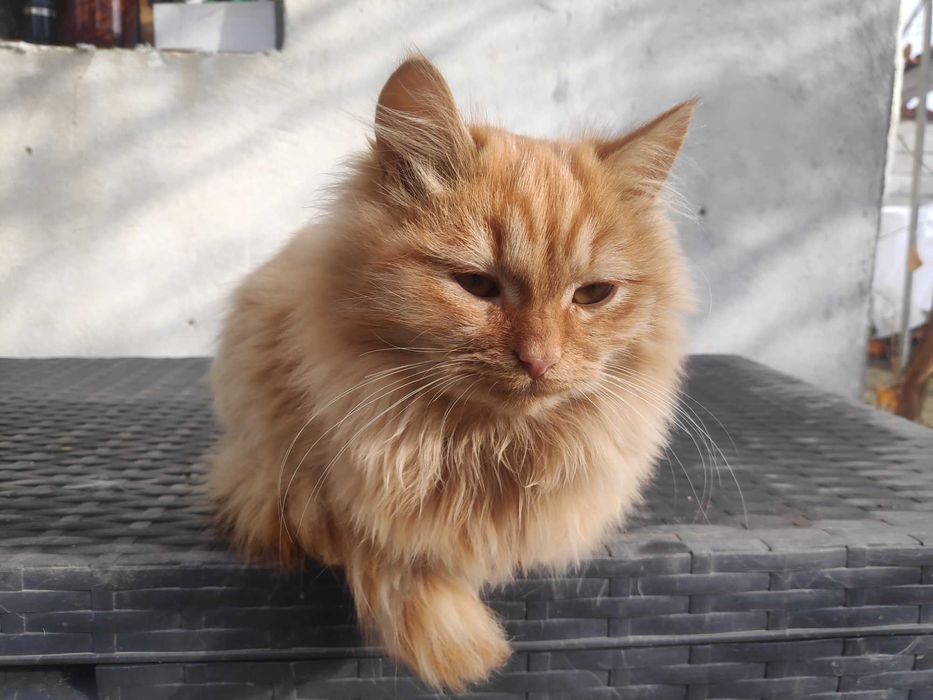 Пухкави малчугани