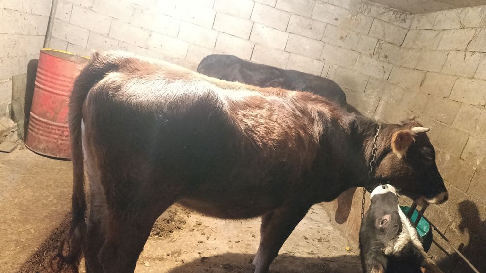 Продам стельную телочку