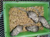 Veverițe rasă gerbil