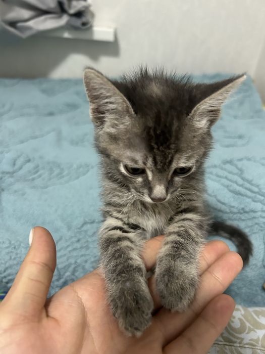 Отдам котёнка (3 месяца) вместе с его вещами!