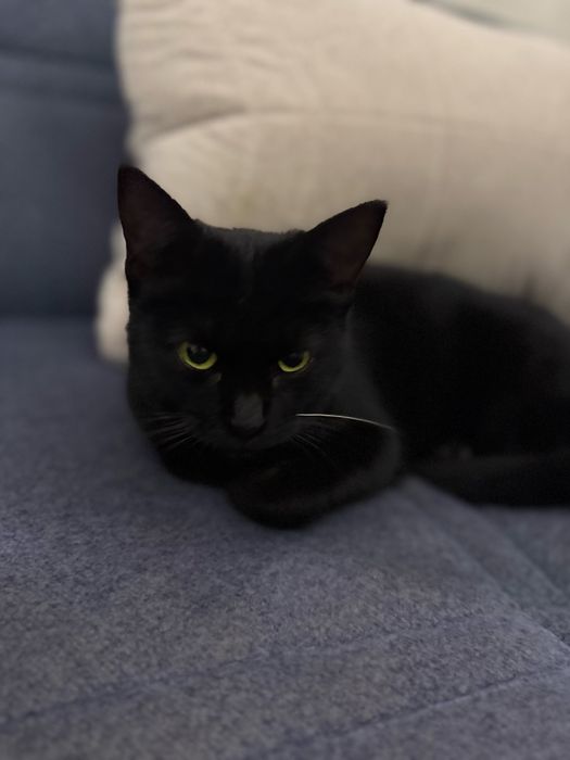 Кошка девочка . .