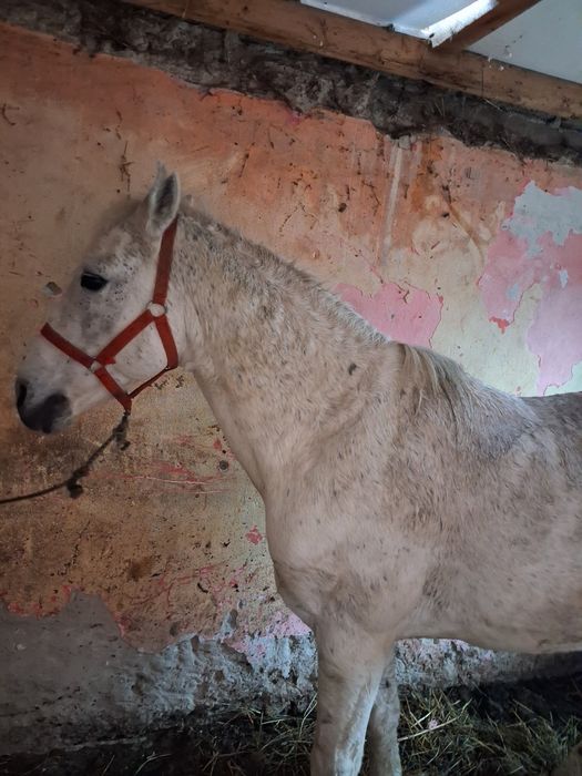 Vând armăsar 8 9 ani