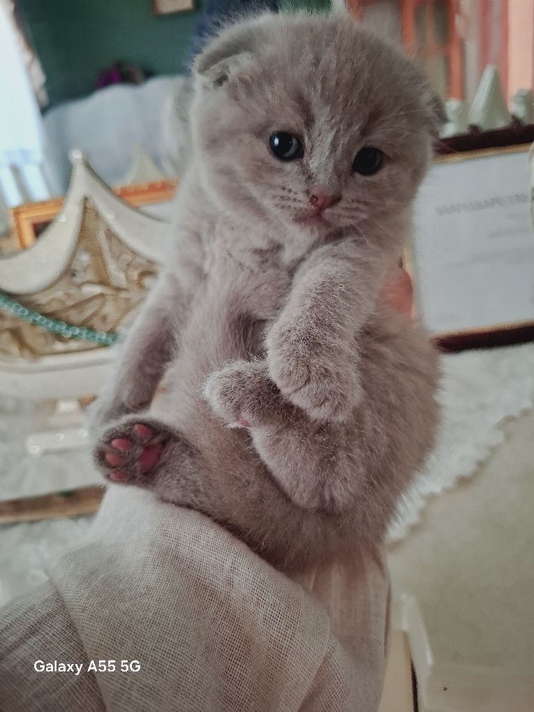 Очаровательные шотландские вислоухие котята ищут дом!