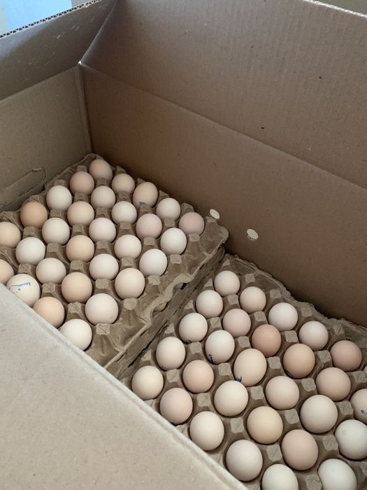 Инкубационные яйца Арбор Айкрес