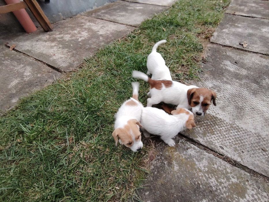 Vand căței rasa Jack Russel terrier