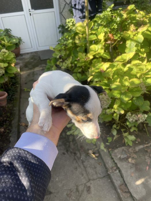 Джак Ръсел подарявам