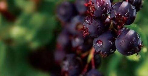 Afin canadian cunoscut ca “ pom de stafide “