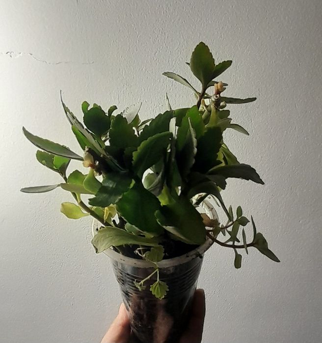 Каланхоэ отросток