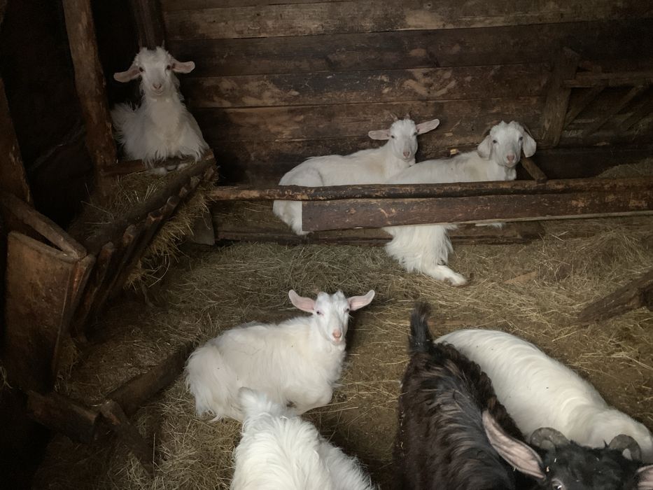 Продавам мъжки скопени ярета за клане!