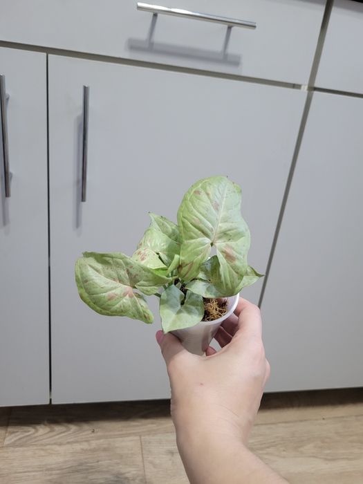 Продам комнатное растение -  сингониум (конфетти, империал вайт)