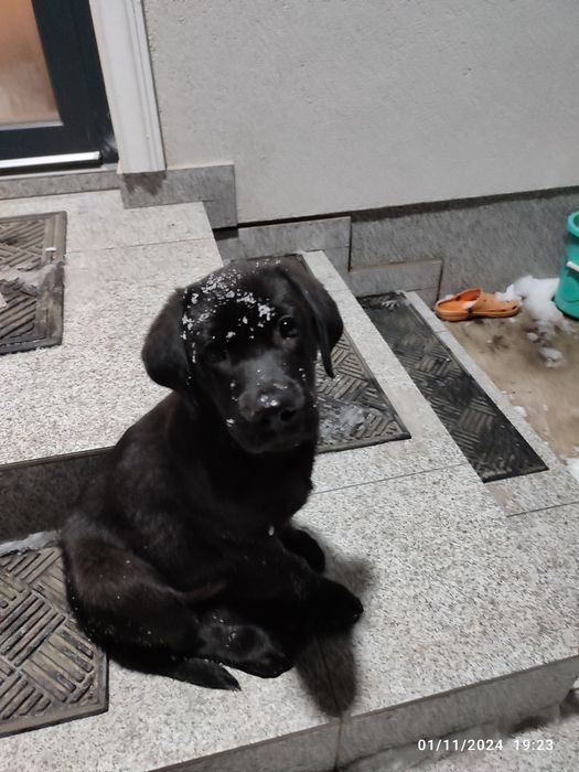 Labrador , pedigree tip A