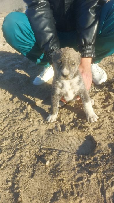 Алабай кушык сатылады