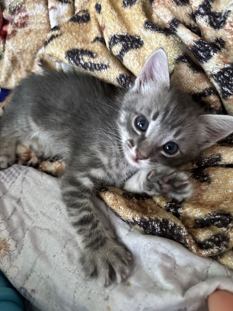 Котята  в дар бесплатно